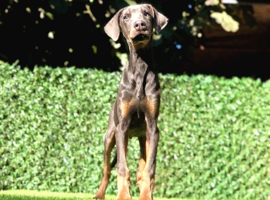 Nadir Bulunan Blue Doberman Yavrumuz görsel