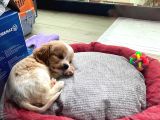 2 Aylık Dişi King Charles Cavalier Dişi Yavrumuz