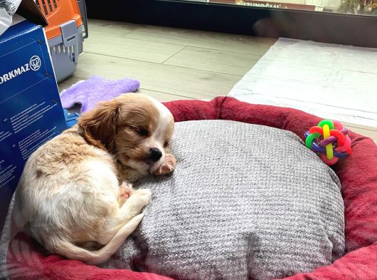 2 Aylık Dişi King Charles Cavalier Dişi Yavrumuz görsel