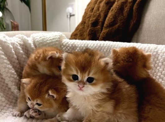 Golden British Longhair görsel