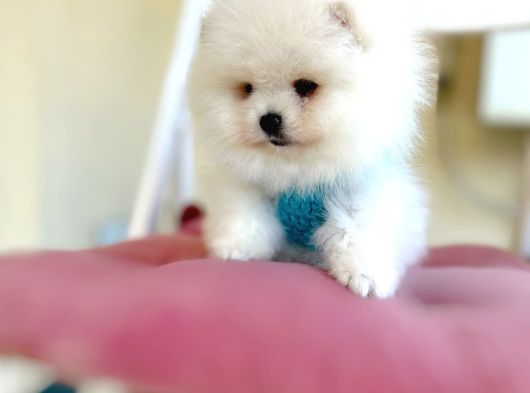 Kisa Burun Ayicik Teddy Bear görsel