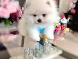 Kisa Burun Ayicik Teddy Bear