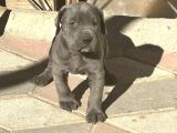 İtalyan Masti̇f Cane Corso Yavrular