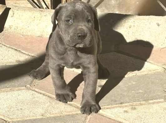 İtalyan Masti̇f Cane Corso Yavrular görsel