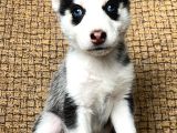 Husky Bebekler Hazir