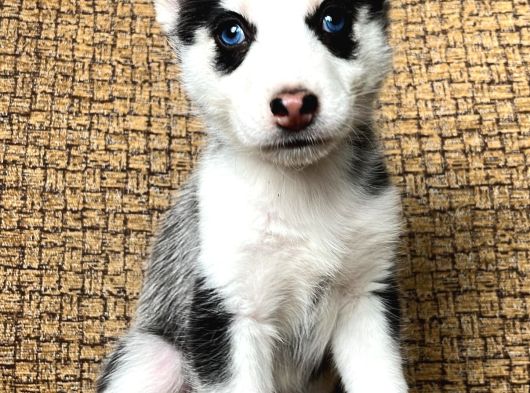 Husky Bebekler Hazir görsel