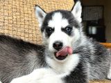 Husky Bebekler Hazir