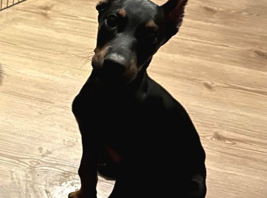 Doberman Yavrular Mevcut görsel