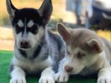 Husky Bebekler Hazir
