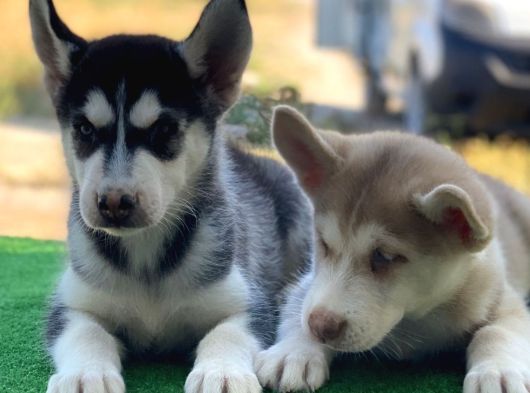 Husky Bebekler Hazir görsel