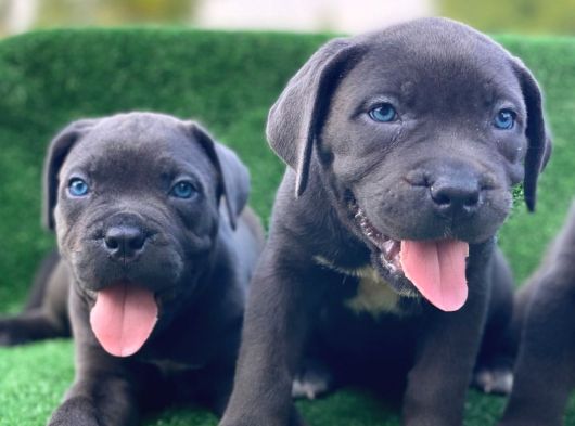 İtalyan Masti̇f Cane Corso Yavrular görsel
