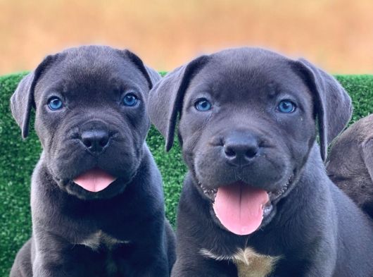 İtalyan Masti̇f Cane Corso Yavrular görsel