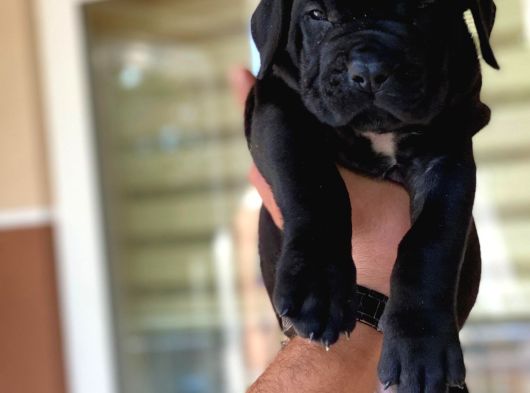 İtalyan Masti̇f Cane Corso Yavrular görsel