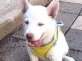 Husky Bebekler Hazir