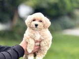 Di̇zayn Irk Malti̇poo Bebekler