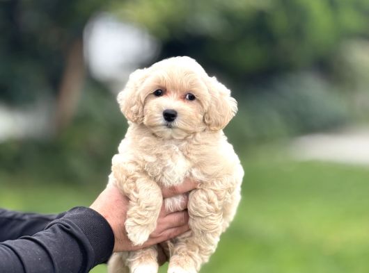 Di̇zayn Irk Malti̇poo Bebekler