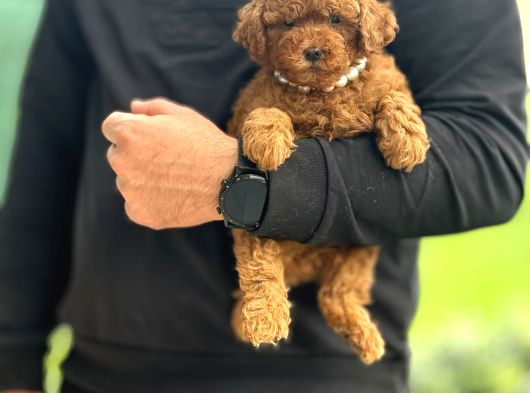 Red Brown Aşili Kore Poodle Yavrumuz görsel