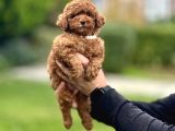 RENK RENK TOY POODLE BEBEKLER ÇİFTLİĞİMİZDEN