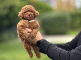 RED BROWN AŞILI KORE POODLE YAVRUMUZ