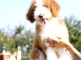 Bi̇r Çok Seçenek İle Dev Labradoodle Bebekler
