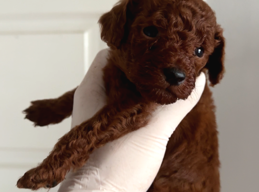 Teacup Erkek Poodle Yavrular