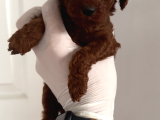 Teacup Erkek Poodle Yavrular