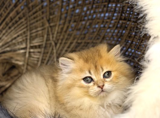 15 Adet 2 Aylık Sağlık Garantili Bebekler görsel