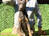 Nadir Bulunan Blue Doberman Yavrumuz