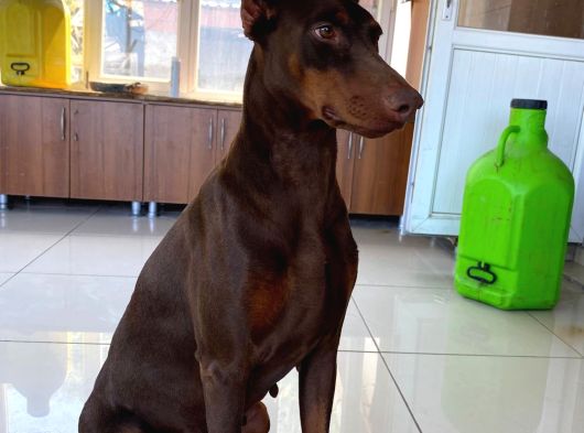 Doberman Yavrular Mevcut görsel