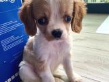 2 Aylık Dişi King Charles Cavalier Dişi Yavrumuz