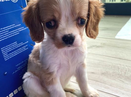2 Aylık Dişi King Charles Cavalier Dişi Yavrumuz görsel