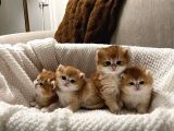 Golden british longhair