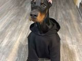 Safkan A Kalite Doberman