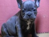 Son 2 Blue French Buldog Bebekler