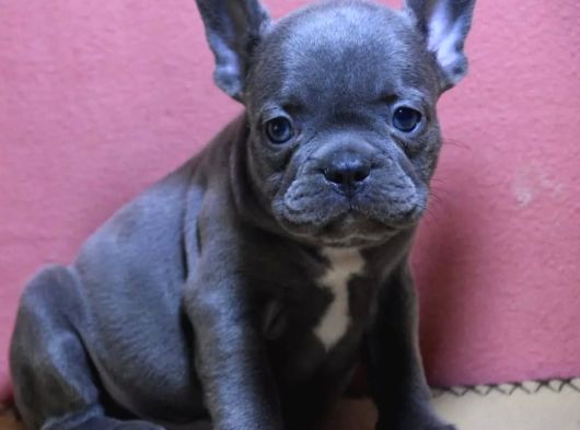 Son 2 Blue French Buldog Bebekler görsel