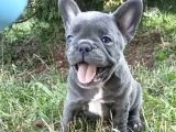 Son 2 blue french buldog bebekler