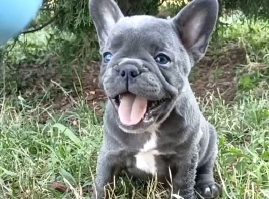 Son 2 Blue French Buldog Bebekler