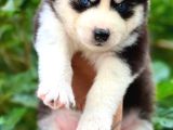 Mükemmel Kalite Husky Bebekler