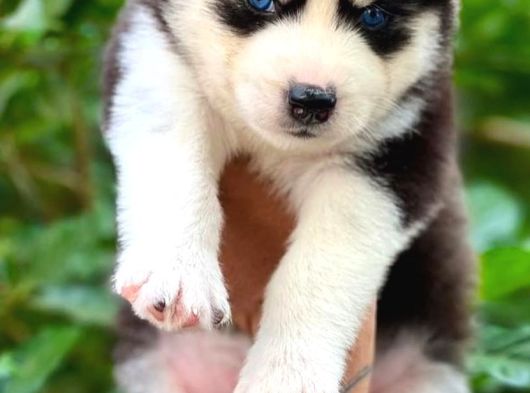 Mükemmel Kalite Husky Bebekler görsel