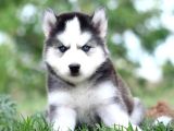 Mükemmel kalite husky bebekler