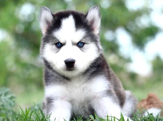 Mükemmel Kalite Husky Bebekler