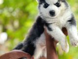 Mükemmel Kalite Husky Bebekler