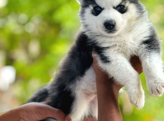 Mükemmel Kalite Husky Bebekler görsel