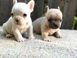 Irk Ve Sağlık Garantili French Bulldog Yavrularım