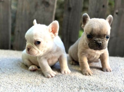 Irk Ve Sağlık Garantili French Bulldog Yavrularım görsel