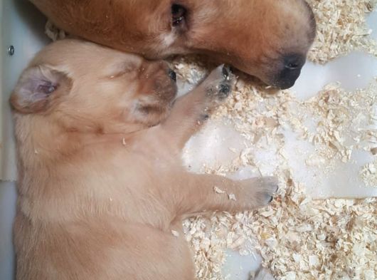 Bebek Yüz 10 Numara Basik Surat Golden Yavrular görsel
