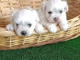 HER BOY ANNE BABA GÖREREK GERÇEK MALTESE YAVRULAR