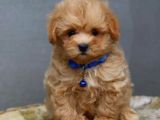 Her Boy Her Renk Anne Baba Görerek Malti̇poo Yavrular