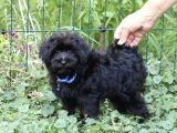 Her Boy Her Renk Anne Baba Görerek Malti̇poo Yavrular