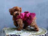 Her Boy Her Renk Anne Baba Görerek Malti̇poo Yavrular